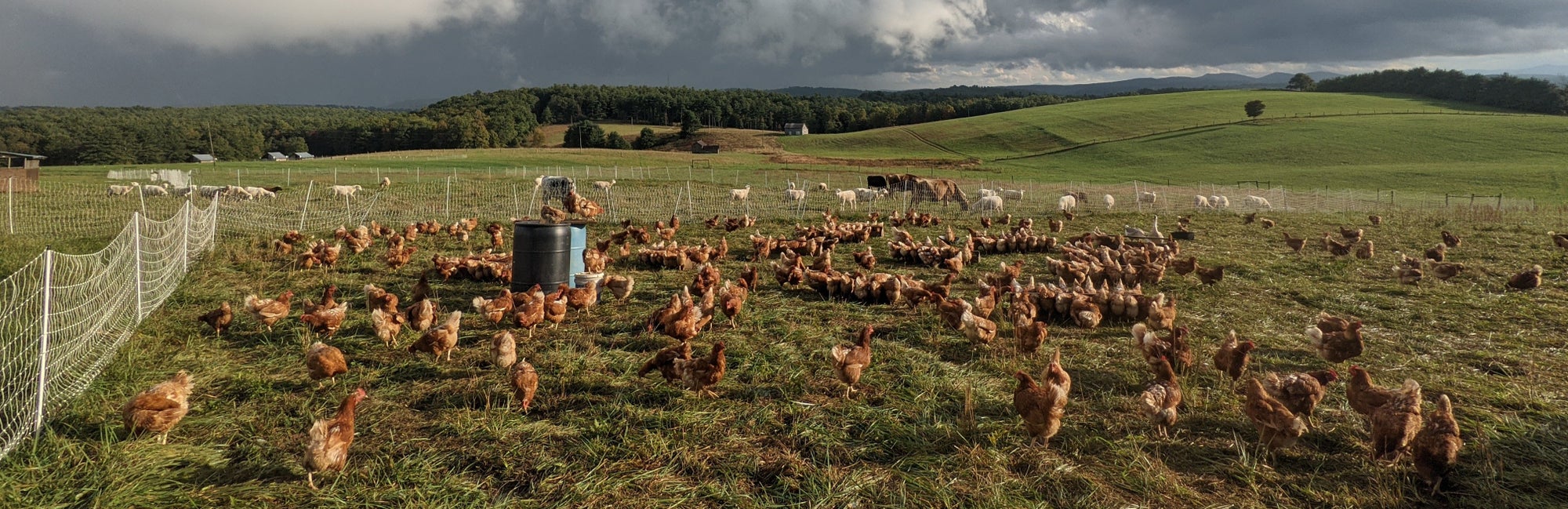 Local Pasture-raised poultry, lamb, pork & beef from Weathertop Farm ...